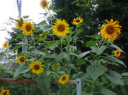 http://www.e-giin.net/_public/get_image.php?image_no=852&element_type=2&id=kakura