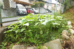 http://www.e-giin.net/_public/get_image.php?image_no=834&element_type=2&id=kakura