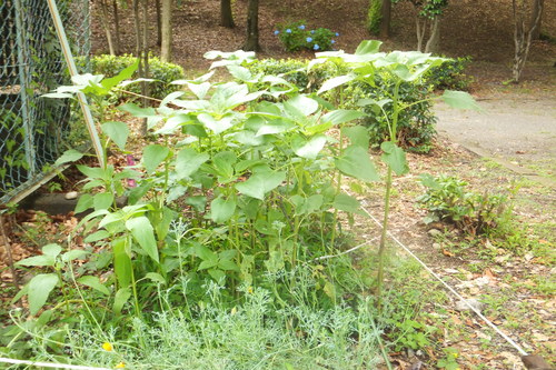 http://www.e-giin.net/_public/get_image.php?image_no=835&element_type=4&id=kakura