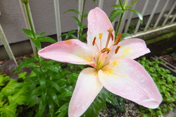http://www.e-giin.net/_public/get_image.php?image_no=830&element_type=2&id=kakura