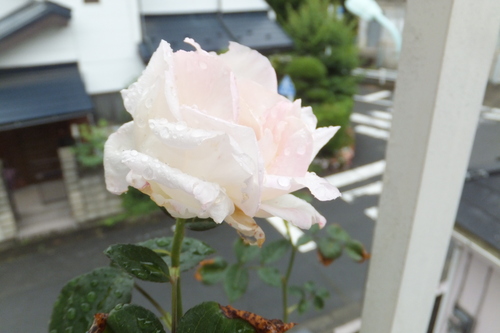 http://www.e-giin.net/_public/get_image.php?image_no=831&element_type=4&id=kakura