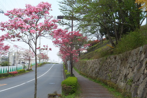 http://www.e-giin.net/_public/get_image.php?image_no=803&element_type=4&id=kakura