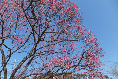 http://www.e-giin.net/_public/get_image.php?image_no=795&element_type=4&id=kakura