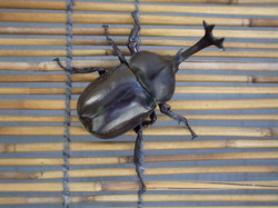 http://www.e-giin.net/_public/get_image.php?image_no=1042&element_type=2&id=kakura