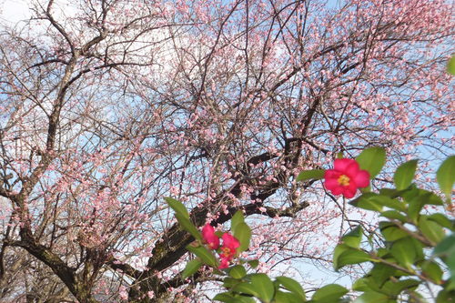 http://www.e-giin.net/_public/get_image.php?image_no=959&element_type=4&id=kakura